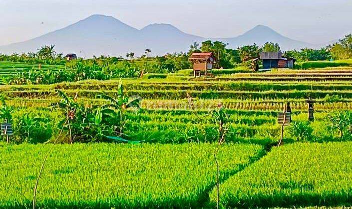 Premium Land For Sale Ready To Build In Kerobokan Bali 1