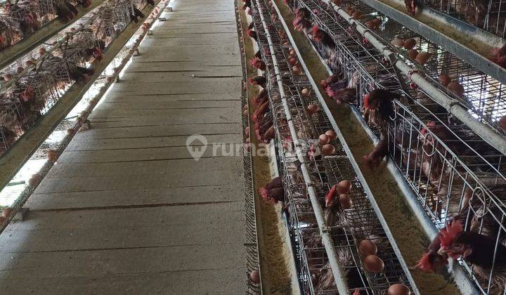 Rumah Luas 2 Lantai Dan Kandang Ayam Luas di Pasir Jambu Ciwidey Bandung 1