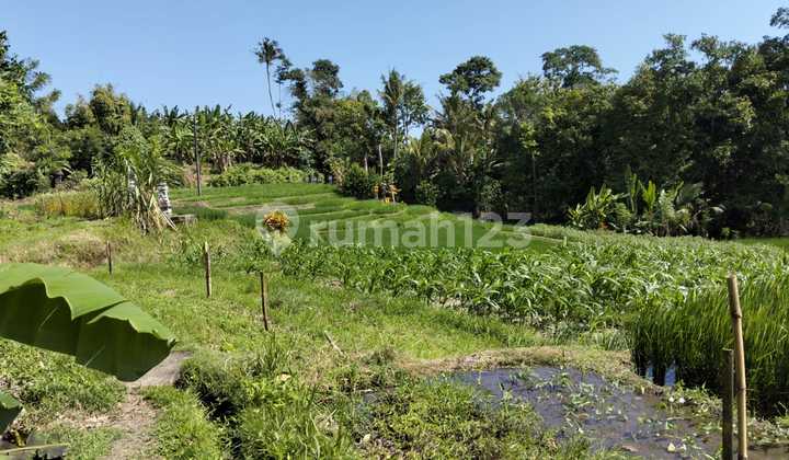 Dijual Murah Tanah Dekat Pantai Kelating Tabanan Tanah di Kelating SHM 1700.0 m²