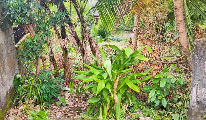 Dry Land For Lease Or Rent 7 Are In Padonan 3