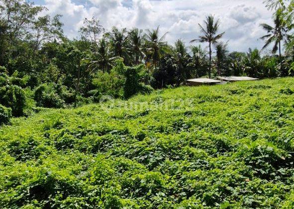 Riverside Land For Lease 20 Are In Munggu  1