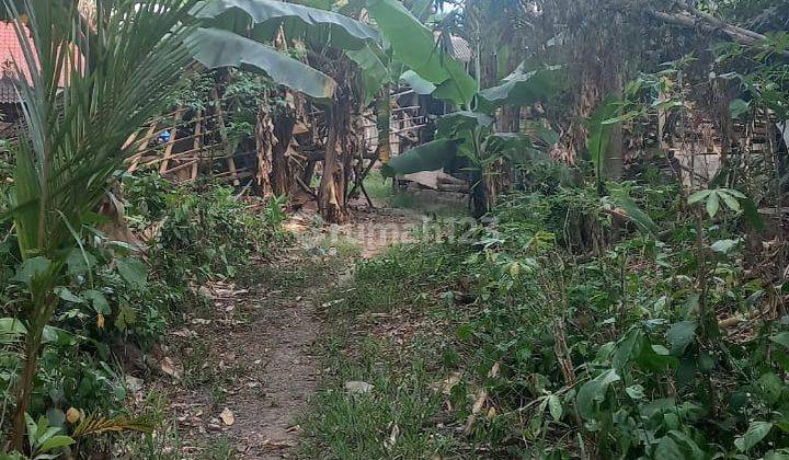 Jungle River Land For Lease In Kedungu Area 2