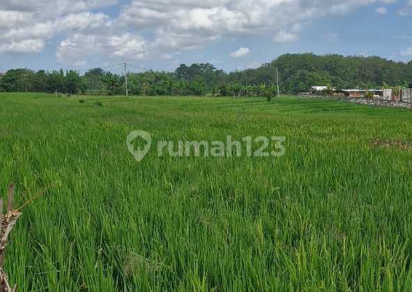 Dijual atau Disewakan Tanah Dekat Pantai & View Sawah di Pasut