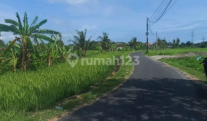 Land Leasehold or Rent 20 in Kaba Kaba, Tabanan