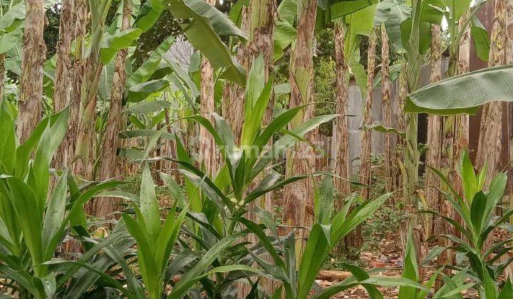 Tanah Matang SHM Bekas Kebun Bebas Banjir Dekat Akses Pintu Tol 2