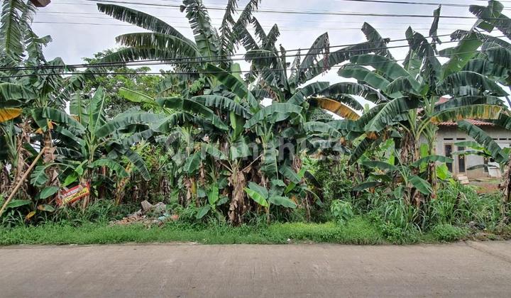 1.6jt Rawakalong Gn. Sindur Land 1155m2 1.6jt Rawakalong Gn. Sindur Land 1155m2