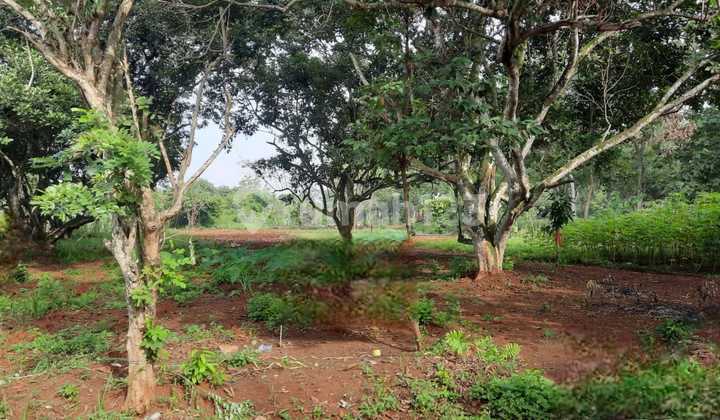 1jt Tanah Padat Kampung Cigelam Bekasi 3.568m² Shm Investasi