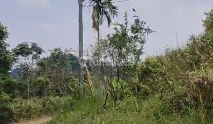 10Ha TANAH UNTUK TERNAK DAN KEBUN DI KEC.SUKAJAYA-BOGOR BARAT 2