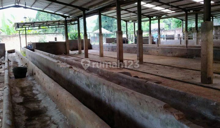 1,3ha.shm Kandang Sapi+rumah Kec.leuwisadeng-Bogor Barat 2