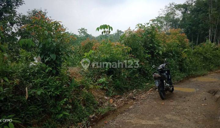 4,5Ha Tanah Di Kec.Jasinga-Bogor Barat 1