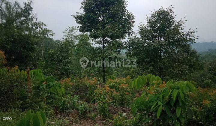 4,5Ha Tanah Di Kec.Jasinga-Bogor Barat 4