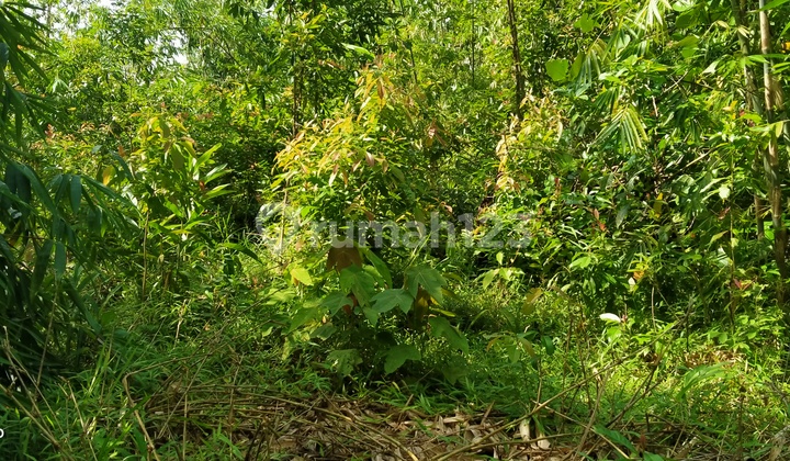 4,5Ha Tanah Di Kec.Jasinga-Bogor Barat 7