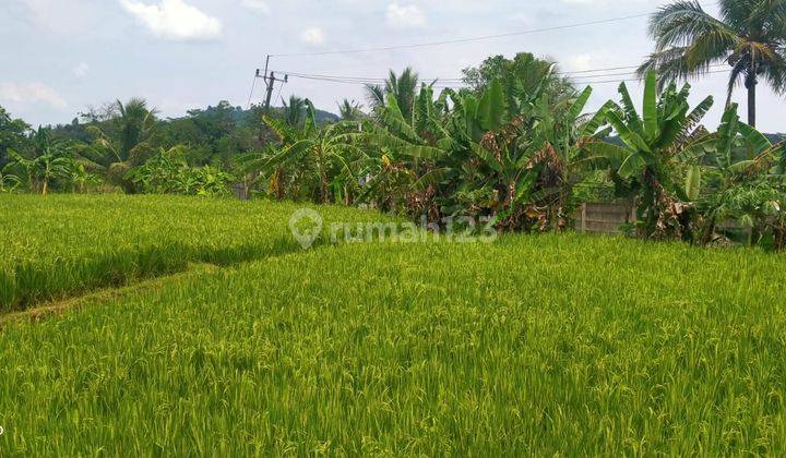 2800m² Tanah Sawah Di Kec.Jasinga-Bogor Barat 4