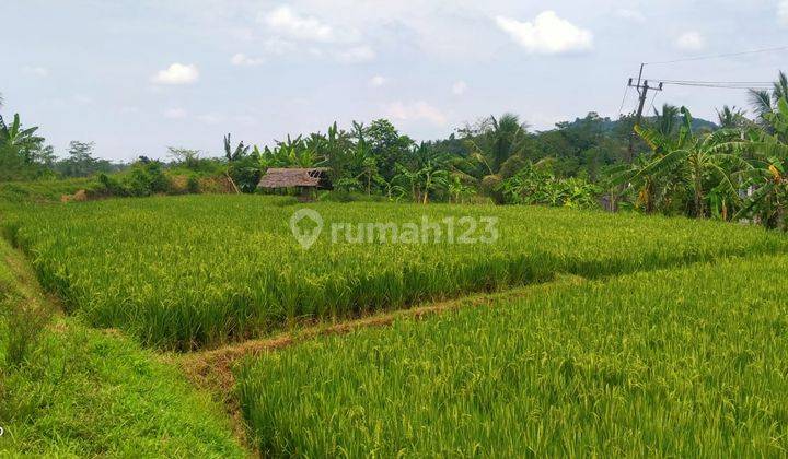 2800m² Tanah Sawah Di Kec.Jasinga-Bogor Barat 5