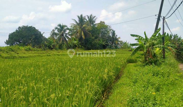 2800m² Tanah Sawah Di Kec.Jasinga-Bogor Barat 6