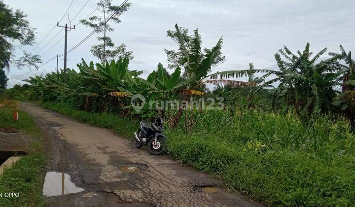 1,3Ha Tanah Bisa Buat Ternak Ayam dan Berkebun  Cigudeg-Bogor