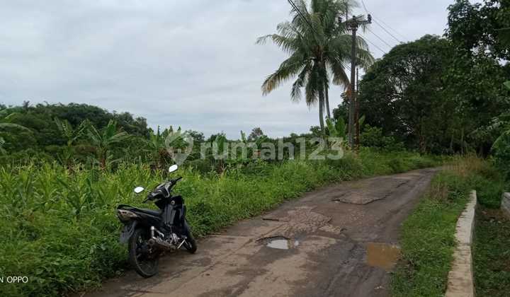 1,3Ha Tanah Bisa Buat Ternak Ayam dan Berkebun  Cigudeg-Bogor 3