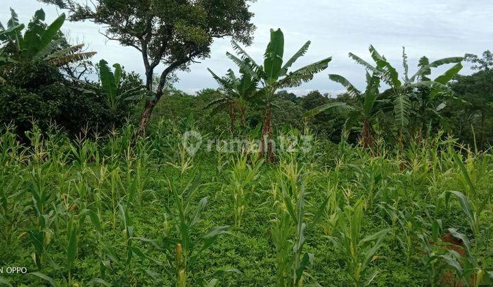1,3Ha Tanah Bisa Buat Ternak Ayam dan Berkebun  Cigudeg-Bogor 4