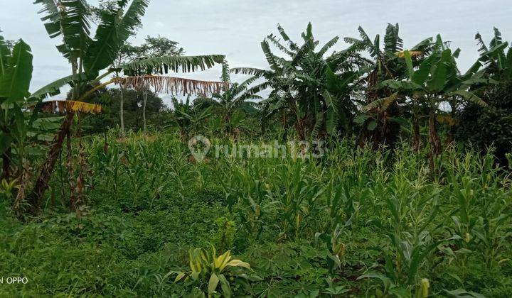 1,3Ha Tanah Bisa Buat Ternak Ayam dan Berkebun  Cigudeg-Bogor 5