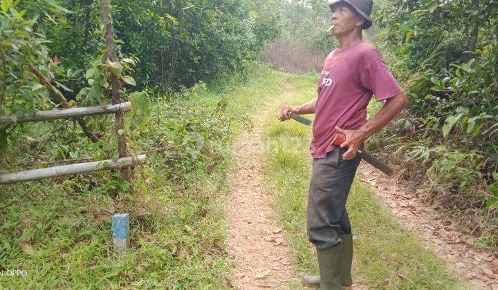 1Ha.SHM Tanah Di Jual Di Kec.Cigudeg-Bogor Barat  5