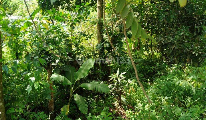 2800m² Di Jual Tanah Di Kec.Tenjo-Bogor Barat  5