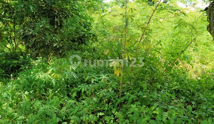 2800m² Di Jual Tanah Di Kec.Tenjo-Bogor Barat  6