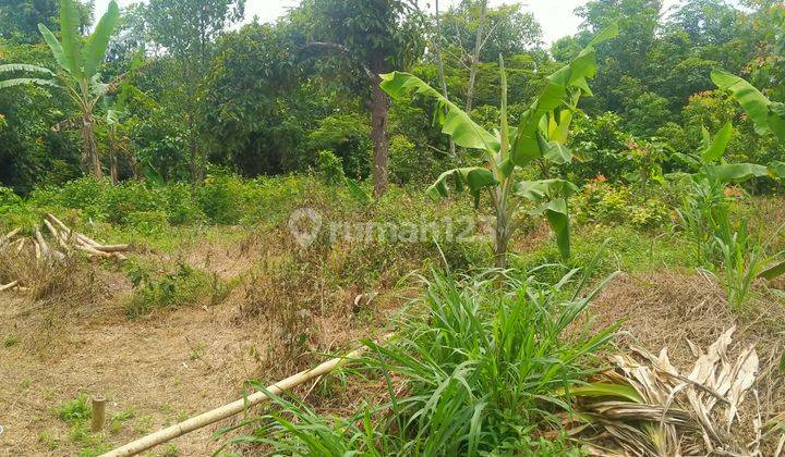 1Ha.SHM Tanah Di Jual Di Kec.Jasinga-Bogor Barat 5