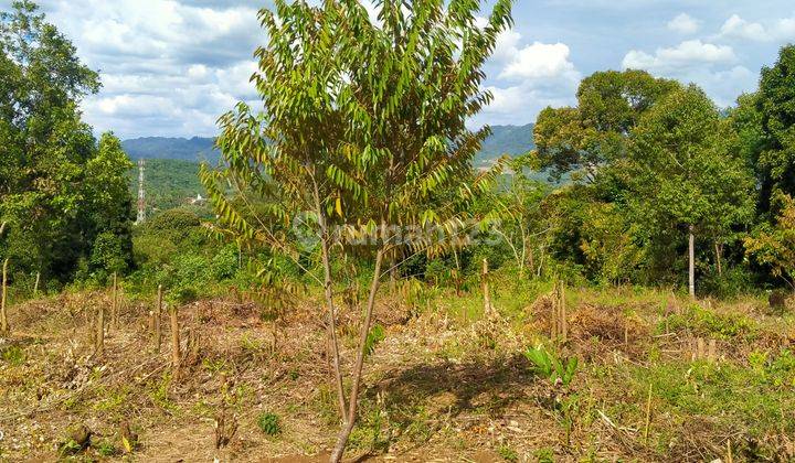 Tanah Kebun Durian 6000m².AJB Di Jual Di Kec.Jasinga-Bogor Barat 3