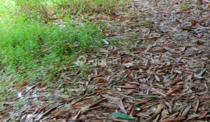 2ha.shm Buat Berkebun Ternak Sapi Dan Kambing Jasinga-Bogor 2