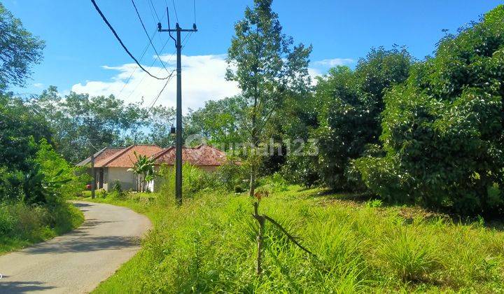 9800m² Tanah Kebun Manggis Di Jual Di Kec.jasinga-Bogor Barat 2