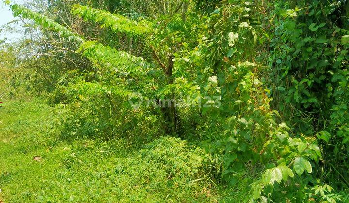 3150m².ajb Untuk Berkebun Dan Beternak Kec.jasinga-Bogor  1