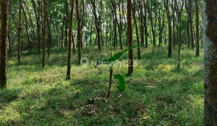 24ha Tanah Di Wilayah Pemekaran Bogor Barat Kec.jasinga 2