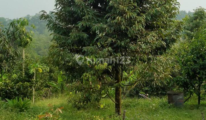 9000m².ajb Kebun Durian Di Jalan Raya Nasional Kec.cigudeg-Bogor 2