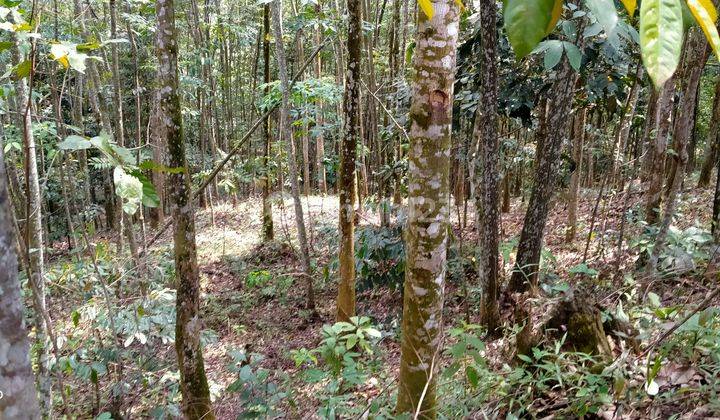 9Ha TANAH UNTUK KEBUN DAN PETERNAKAN KEC.JASINGA-BOGOR 2