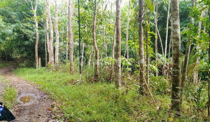 6423m².shm Bisa Berkebun Dan Peternakan Ayam Jasinga-Bogor Barat 2