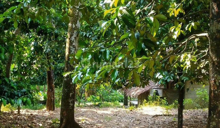 4500m² Kebun Manggis Ada Pohon Durian Jasinga-Bogor Barat 1