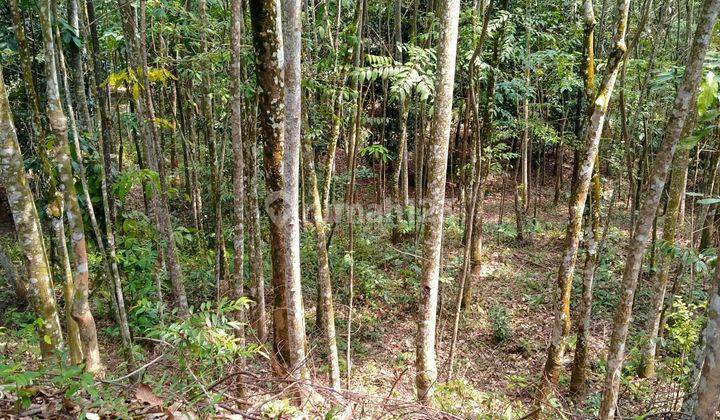 9Ha TANAH UNTUK KEBUN DAN PETERNAKAN KEC.JASINGA-BOGOR 1