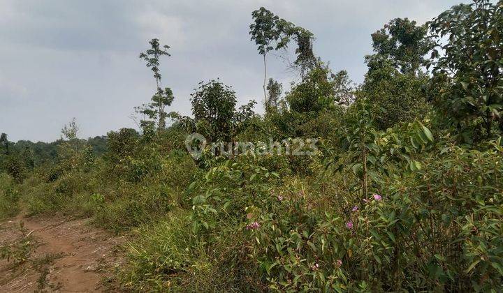 6,2Ha.SHM UNTUK KEBUN DAN PETERNAKAN KEC.JASINGA-BOGOR 2