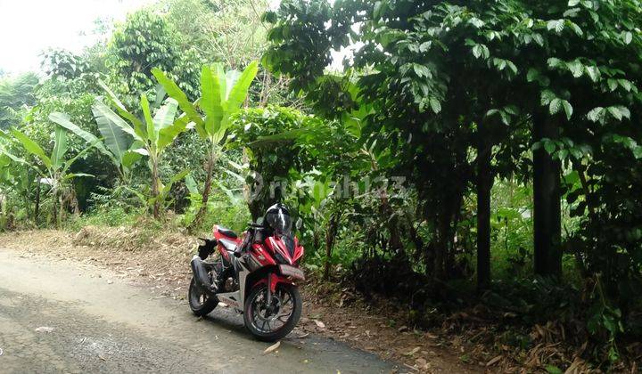 3500m² Tanah Kebun Manggis Dan Ada Sawah Kec.Jasinga-Bogor 1