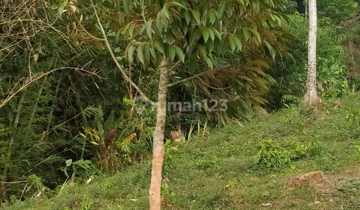 3,3ha.shm Kebun Durian Alpukat Dan Vila Di Kec.jasinga-Bogor 2