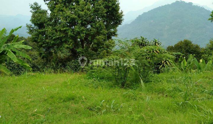 8000m².ajb Kebun Durian Pinggir Jalan Raya Kec.cigudeg-Bogor 1