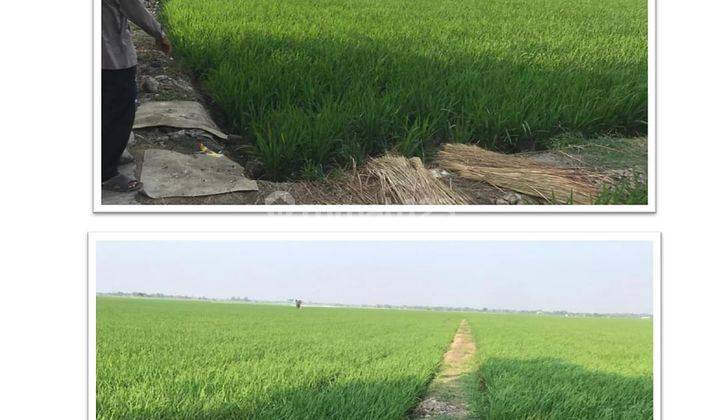 Jual Tanah Ada Lahan Persawahan di Karawang, Jawa Barat  1