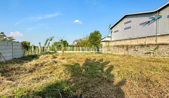Disewakan Tanah Luas dan Siap Pakai di Ngaliyan Disewakan Tanah Luas dan Siap Pakai di Ngaliyan