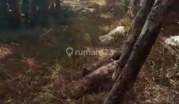 Di jual tanah cocok untuk ternak apa aja 2