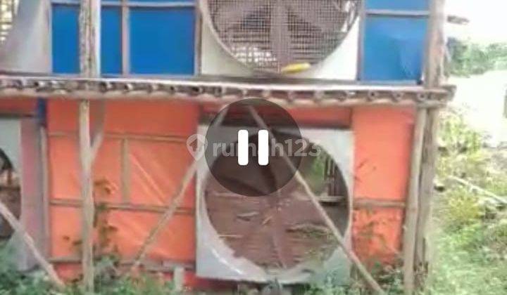 Di jual tanah cocok untuk ternak apa aja 4