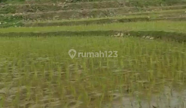 Di jual tanah sawah rata lt,3300 meter surat girik harga 50rb/m 1