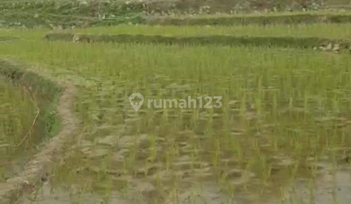 Di jual tanah sawah rata lt,3300 meter surat girik harga 50rb/m 2