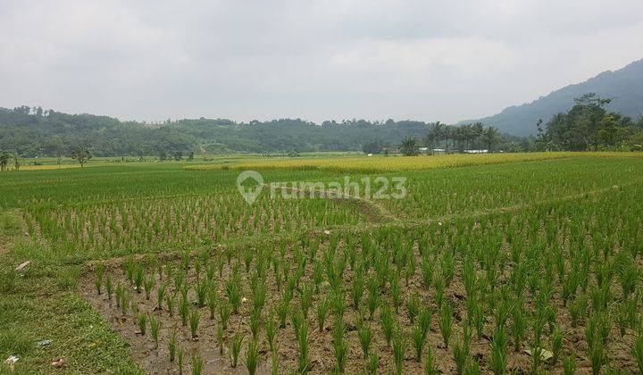 Di jual tanah sawah rata air subur lokasi desa Sukajaya kec sukamakmur 1