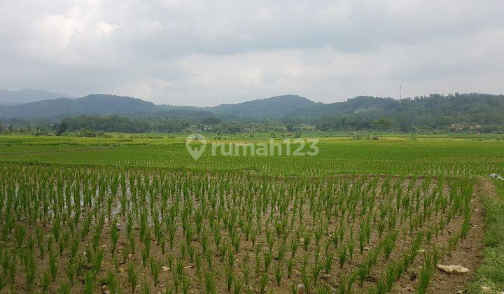 Di jual tanah sawah rata air subur lokasi desa Sukajaya kec sukamakmur 2