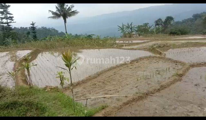 Di jual tanah sawah dn darat view bagus pegunungan lokasi desa  sukawangi bogor timur 2